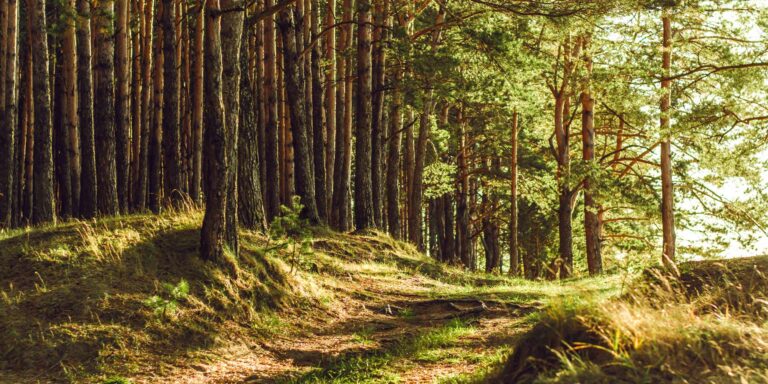 Unsere grüne Lunge schützen